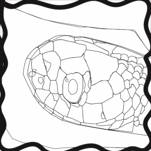 Croasmun_Thamnophis butleri_Redone jpg scetch-01p