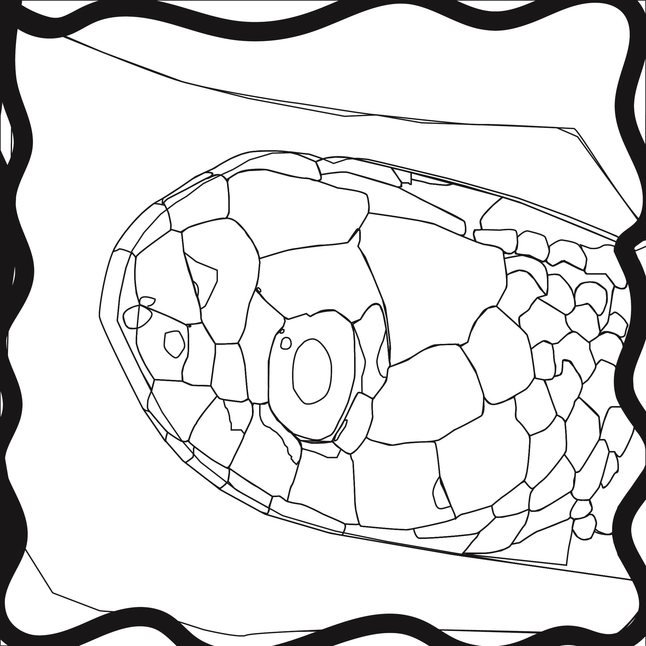 Croasmun_Thamnophis butleri_Redone jpg scetch-01p